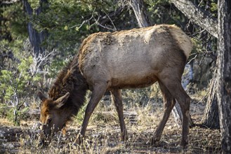 American elk (Cervus canadensis) grazes in the forest