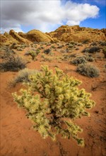 Cholla cactus (Cylindropuntia bigelovii) in desert landscape