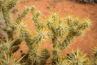 Cholla Cactus (Cylindropuntia bigelovii)