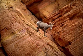 Desert bighorn sheep (Ovis canadensis nelsoni) climbs on red sandstone rocks