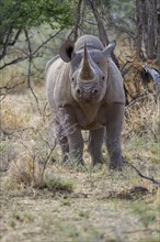 Black rhinoceros (Diceros bicornis) in dry scrubland