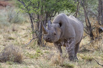 Black rhinoceros (Diceros bicornis) in dry scrubland