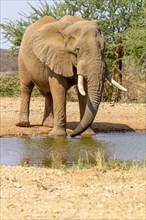 African elephant (Loxodonta africana)