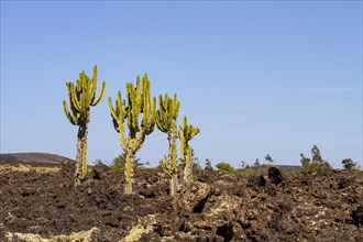 Canary Island spurge (Euphorbia canariensis) in lava field