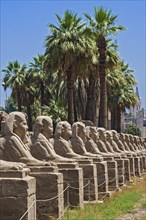 Avenue with sphinxes