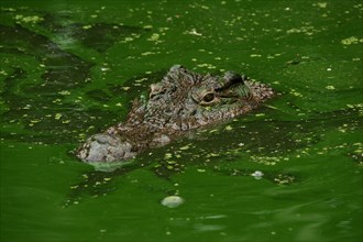 Nile crocodile (Crocodylus niloticus)