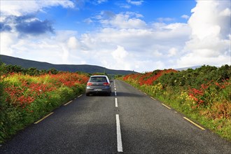 Car drives on country road through blooming Irish countryside