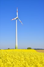 Wind turbine with rape field