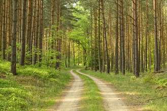 trail through pine forest