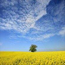 Flowering rape field with solitary oak under blue sky with sheep clouds