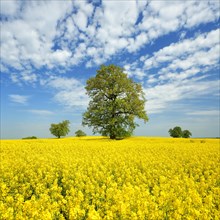 Rape field in bloom with old solitary oaks under a blue sky with sheep clouds