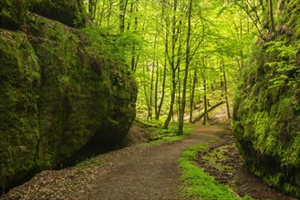 Hiking trail through the Landgrafen Gorge