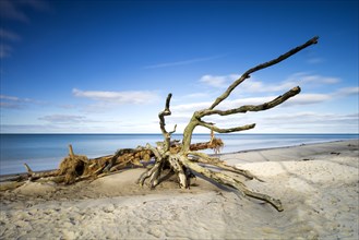Uprooted tree on the beach of the Baltic Sea