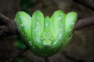 Green Tree Python (Chondropython viridis) on a branch