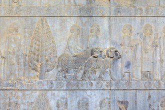 Bas reliefs at the walls of Apadana palace and staircase