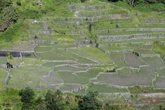 Hapao rice terraces