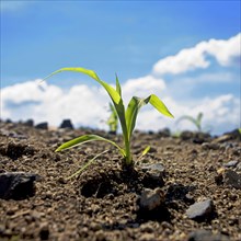 Corn seedling