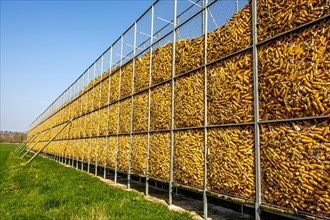 Maize cobs being stored