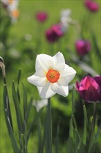 White Daffodil (Narcissus) between pink tulips (Tulipa)
