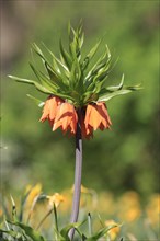 Crown imperial (Fritillaria imperialis) orange flowering
