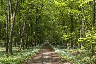 Path through deciduous forest with blooming wild garlic (Allium ursinum) in spring