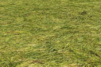 Freshly mowed fodder meadow