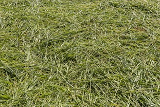 Freshly mowed fodder meadow