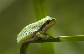 Young European tree frog (Hyla arborea) on a reed leaf