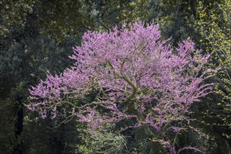 Purple Jacaranda Tree (Jacaranda) in bloom