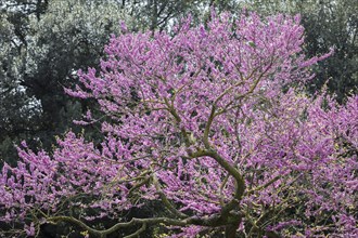 Purple Jacaranda Tree (Jacaranda) in bloom