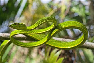 Asian Vine Snake (Ahaetulla prasina) winds itself in a tree