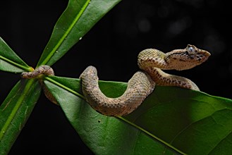 Eyelash Pit Viper (Bothriechis schlegelii)