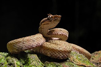 Eyelash Pit Viper (Bothriechis schlegelii)