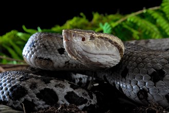 Small-eyed toad-headed pitviper (Bothrocophias microphthalmus)