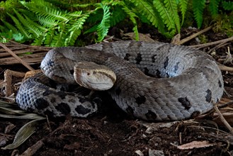 Small-eyed toad-headed pitviper (Bothrocophias microphthalmus)