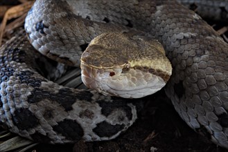 Small-eyed toad-headed pitviper (Bothrocophias microphthalmus)