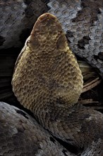 Small-eyed toad-headed pitviper (Bothrocophias microphthalmus)