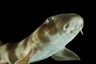 Grey bamboo shark (Chiloscyllium griseum)