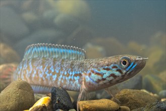 Rainbow Snakehead (Channa bleheri)