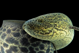 Marbled Lungfish (Protopterus aethiopicus)
