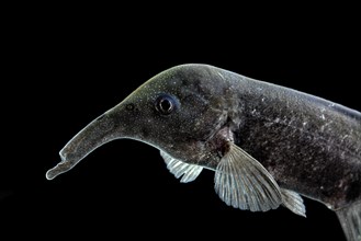 Elephant fish (Campylomormyrus compressirostris)