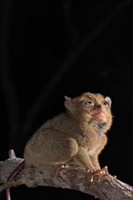 Horsfield's tarsier (Cephalopachus bancanus)