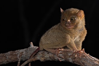 Horsfield's tarsier (Cephalopachus bancanus)