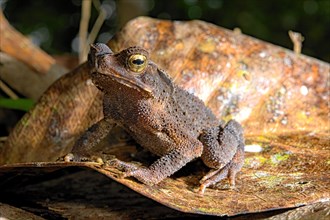 Sulawesian toad (Ingerophrynus celebensis) on a leaf