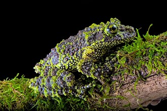 Mossy frog (Theloderma corticale)