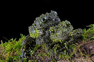 Two Mossy frogs (Theloderma corticale)