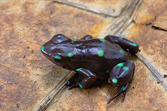 Green and black poison dart frog (Dendrobates auratus) on a leaf