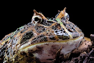 Cranwell's horned frog (Ceratophrys cranwelli)