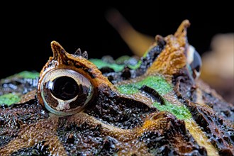 Cranwell's horned frog (Ceratophrys cranwelli)