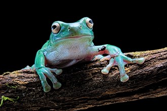 Green tree frog (Dryopsophus caeruleus)